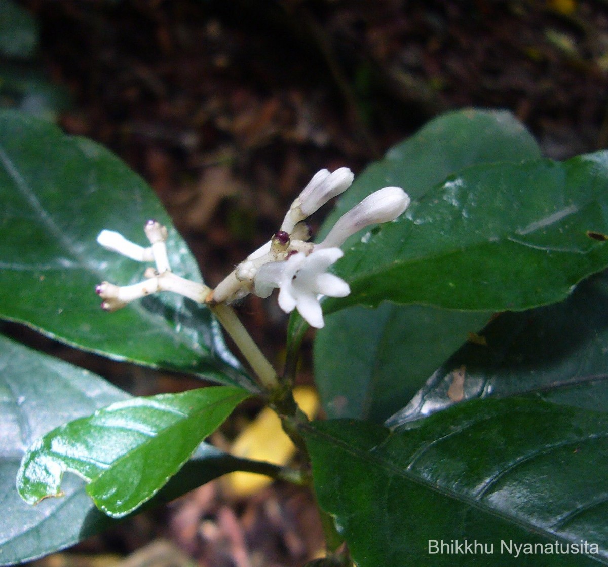 Chassalia curviflora (Wall.) Thwaites